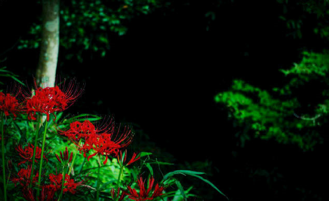 【田舎の怖い話】小鳥子象（コトリコゾウ）