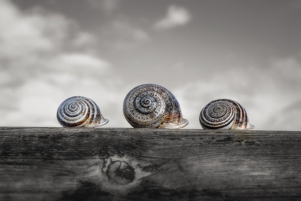 snails-3784368_960_720