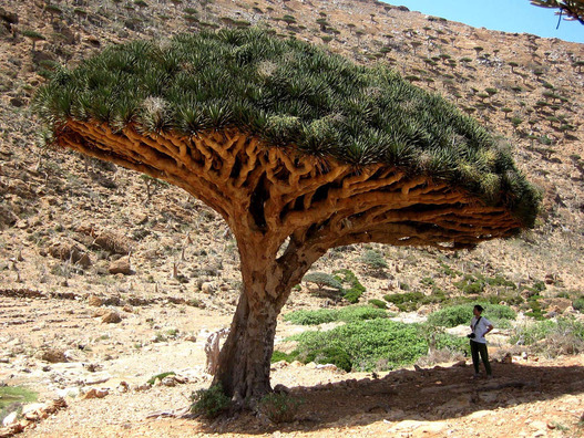 イエメン ソコトラ島の変な木2