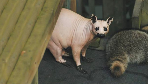 hairless-bald-animals-29