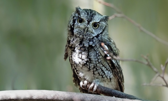 eastern-screech-owl-3526934_1920