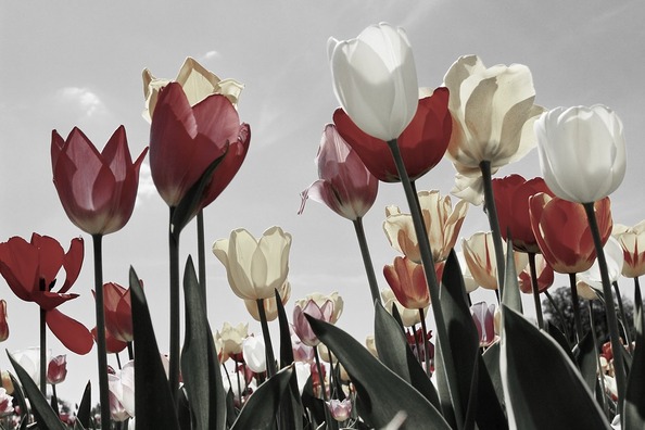 tulips-2219201_960_720