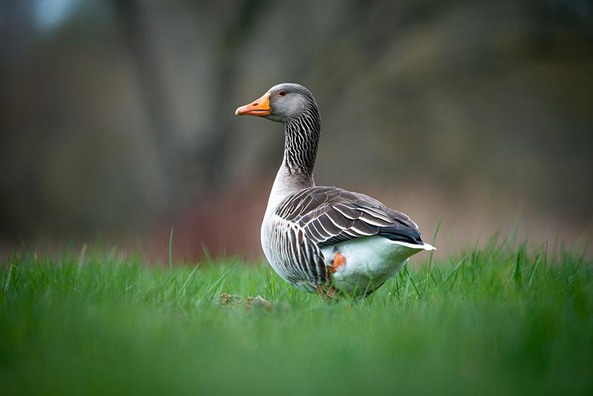 duck-6198196_960_720