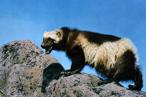 1024px-Wolverine_on_rock