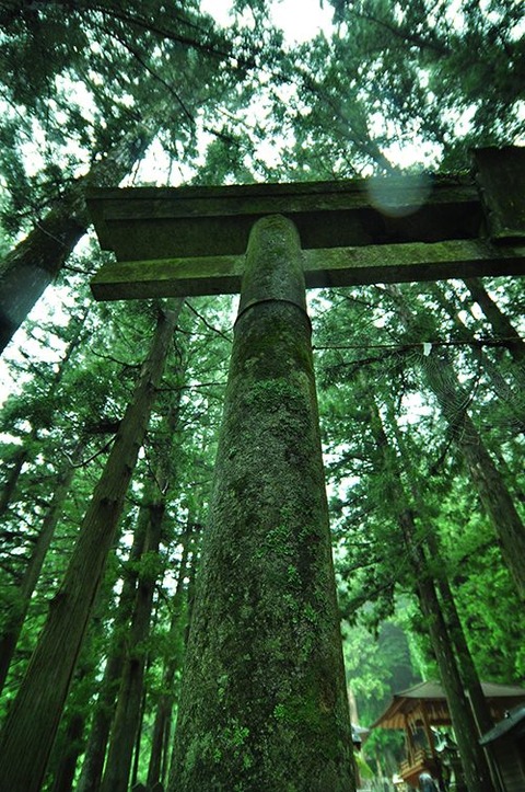 NSD_jinjyanotorii500-thumb-500x753-2766