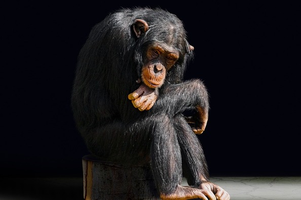 animal-3086397_960_720