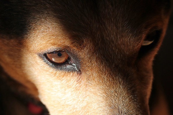 dog-eyes-4965102_960_720