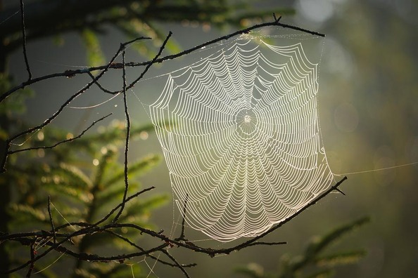 cobweb-4439844_960_720