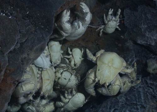 海底熱水噴出口の化学合成生態系