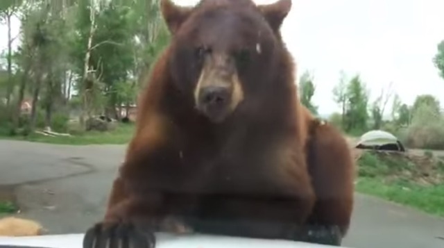 Baidu IME_2015-1-13_21-11-38