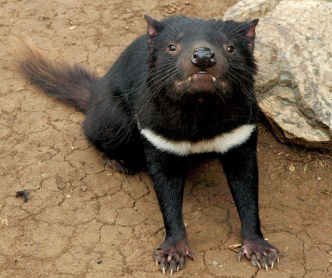Tasmanian_devil_head_on