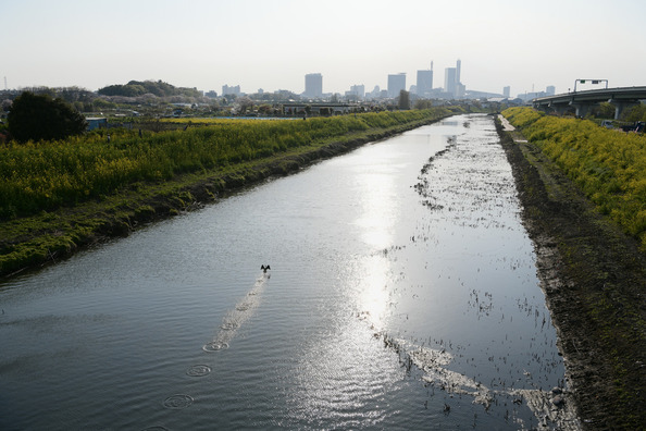 Redsugar0405036_TP_V