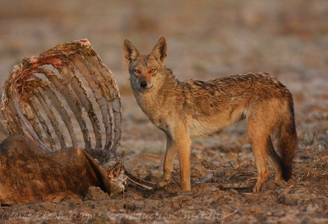 4849l-loup-africain-canis-lupus-lupaster