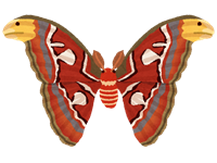 atlasmoth_yonagunisan