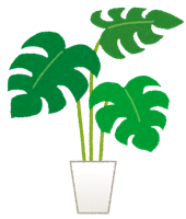 plant_monstera