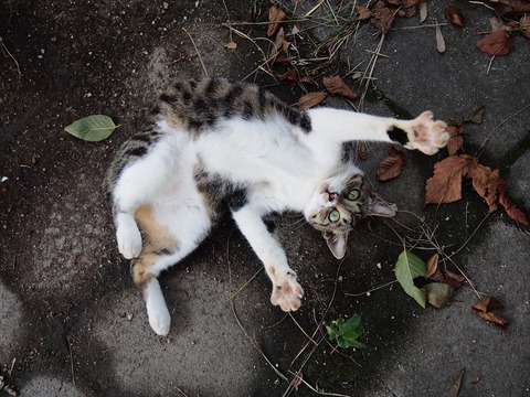 no title