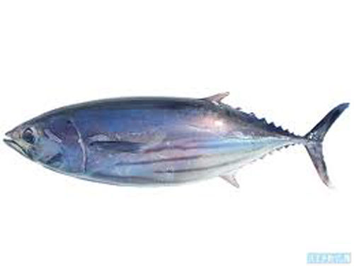 放射能汚染 魚はどうなってる？ : 日本のうまい