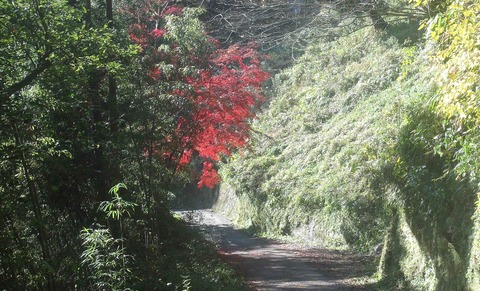 岡城址19年秋22