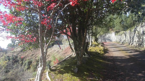 岡城址１９年秋47