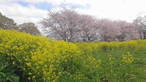 岡城ｃ74
