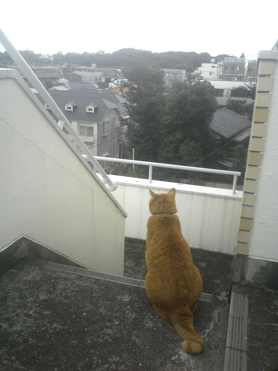 はしえりチャンに完全にやられちまった なんやかやで細々と続けとります 田中タケルの徒然なるブログ