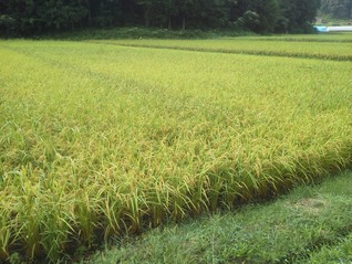 NEC_0874