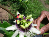 パッションフルーツの花