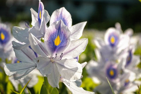 flower-field-1534832_1280