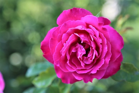 rose-4471853_1280