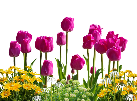 tulips-2773520_1280