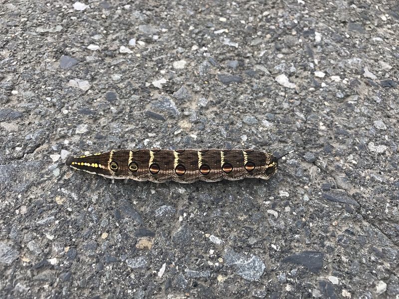 刺さない毛虫を知っておきましょう 特許技術で病気にならない医学を提案する にっしん皮フ科 形成外科 最新情報