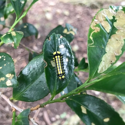 選択 映画 キラウエア山 毛虫 榊 Syuwabenkyokai Jp