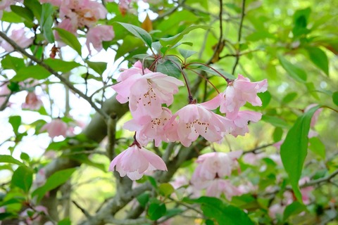 DSCF4682sh