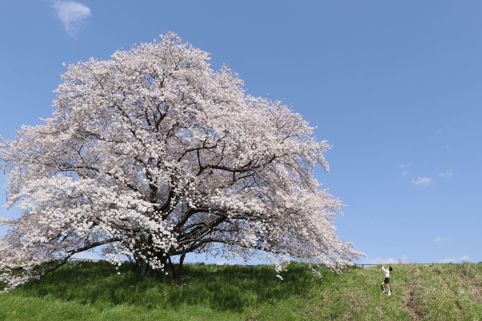 天理の一本桜 奈良生駒からのつぶやき 西荻窪発生駒行き 東京だより 改め廿日市から生駒行き 広島だより