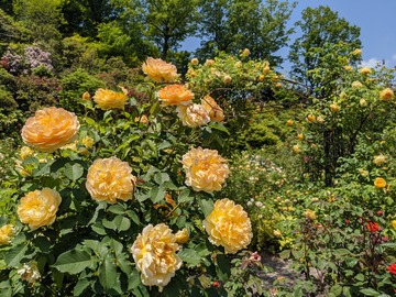 IMG_20200609_110812