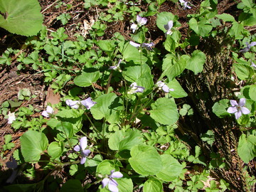 DSC00045