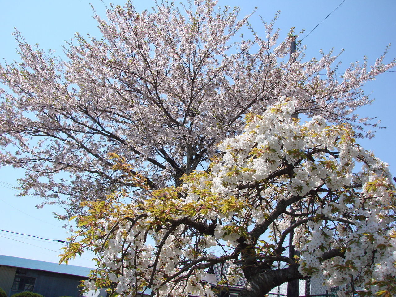春 桜 満開 Pc スマホの壁紙にどうぞ にしふるかわ公民館通信 Blog版