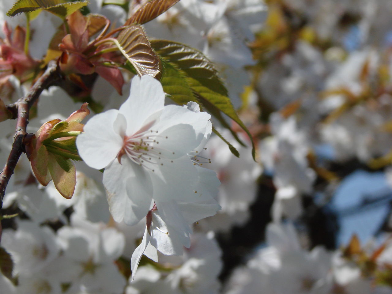 春 桜 満開 Pc スマホの壁紙にどうぞ にしふるかわ公民館通信 Blog版