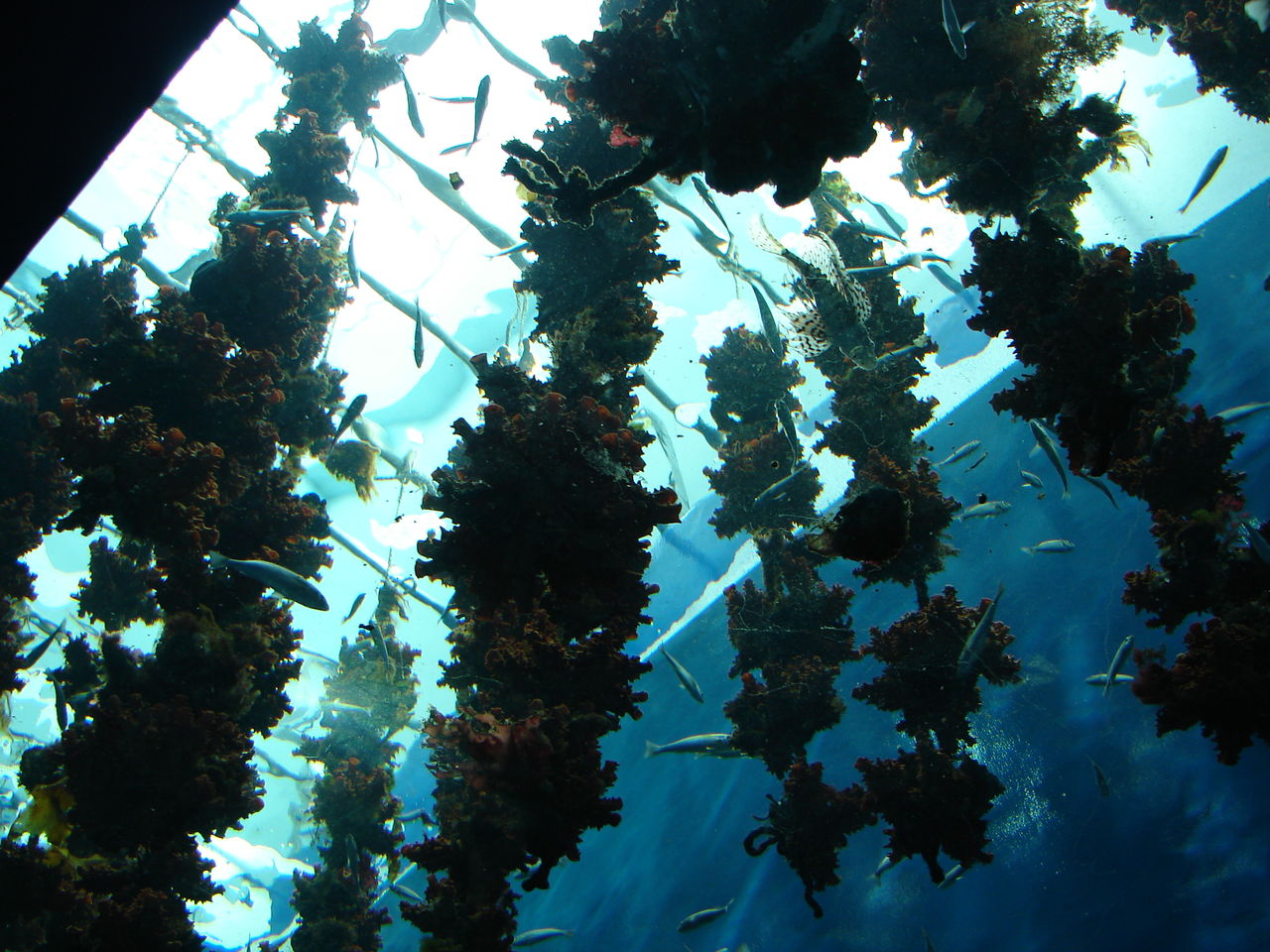 初体験 仙台うみの杜水族館 にしふるかわ公民館通信 Blog版