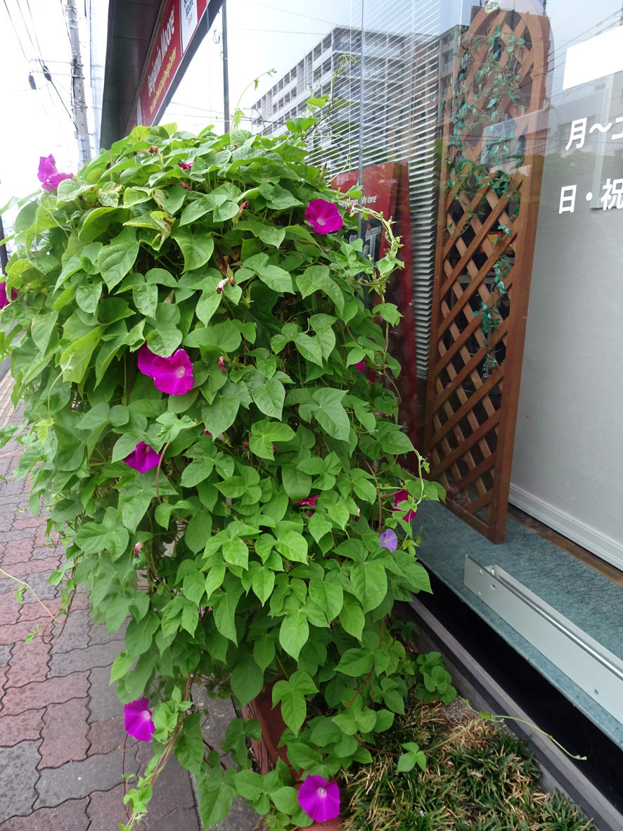 台風に備える あさがお 絵日記