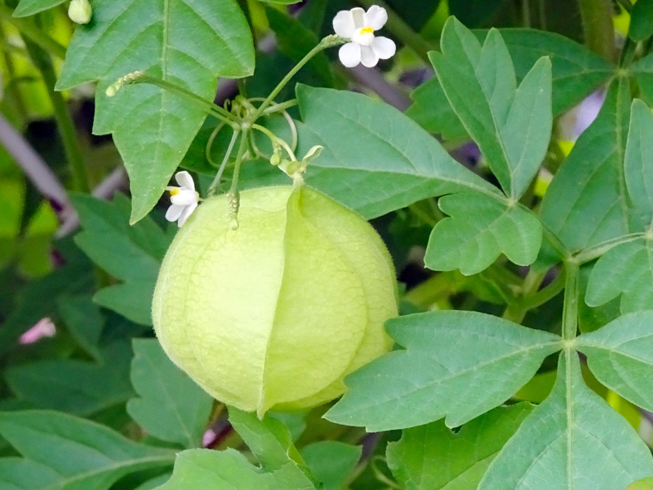 花のあと あさがお 絵日記