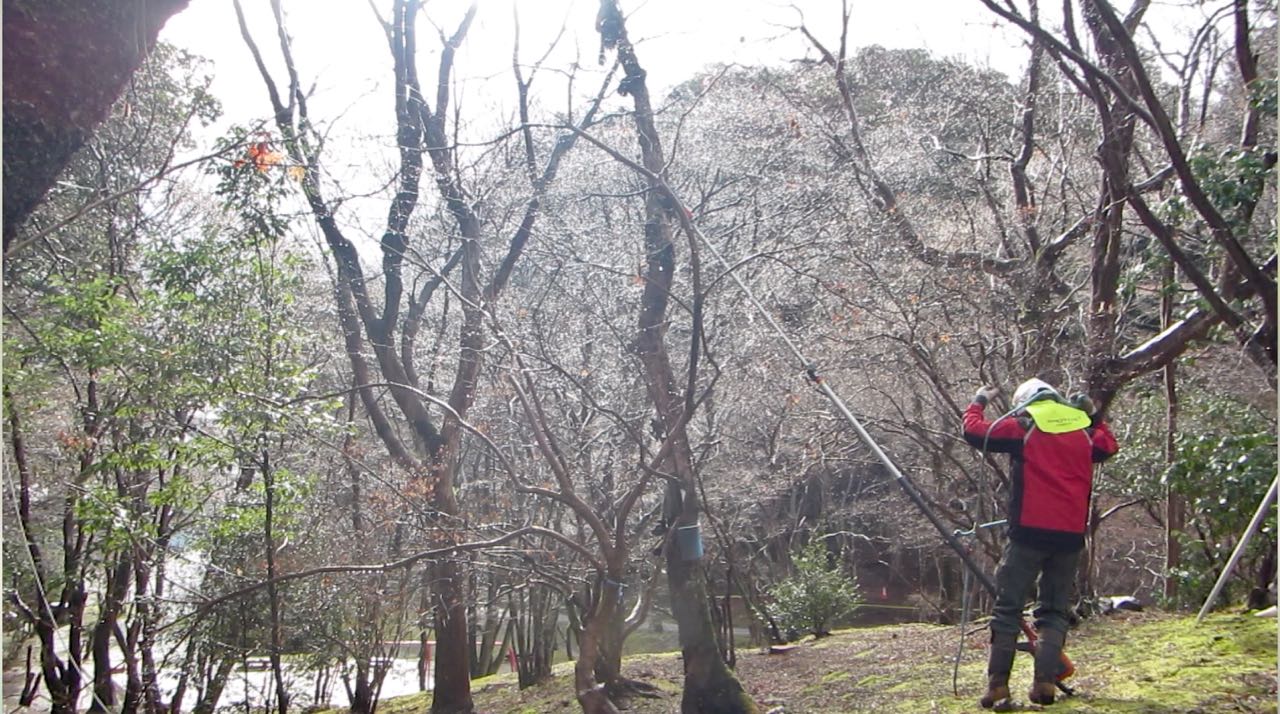 便利なハスクのポールソー ４m高枝チェンソー 530ipt5を楽に使うためのツリーワーク用ランヤード 530ipt5重てえ 島根 山守network