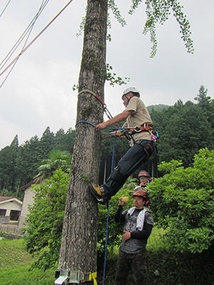 4kakinoki50625-9