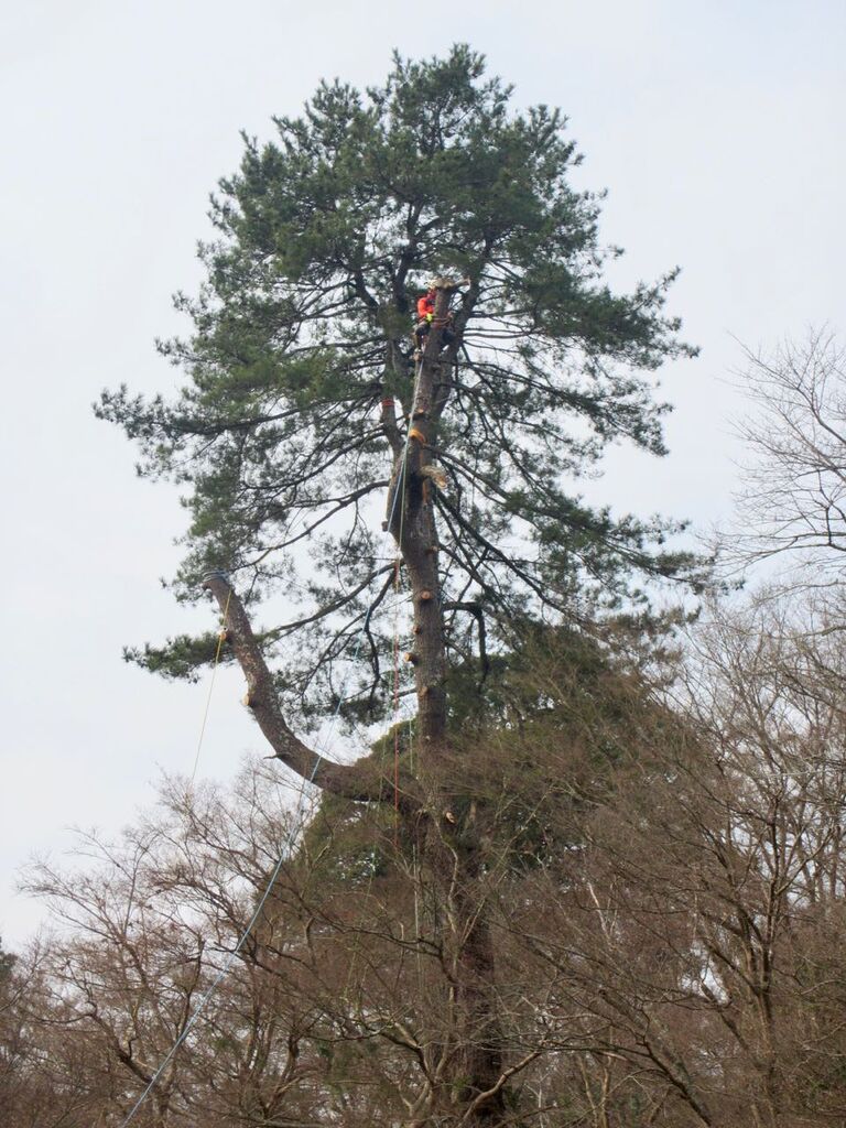便利なハスクのポールソー ４m高枝チェンソー 530ipt5を楽に使うためのツリーワーク用ランヤード 530ipt5重てえ 島根 山守network