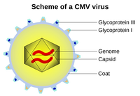 1920px-CMVschema.svg
