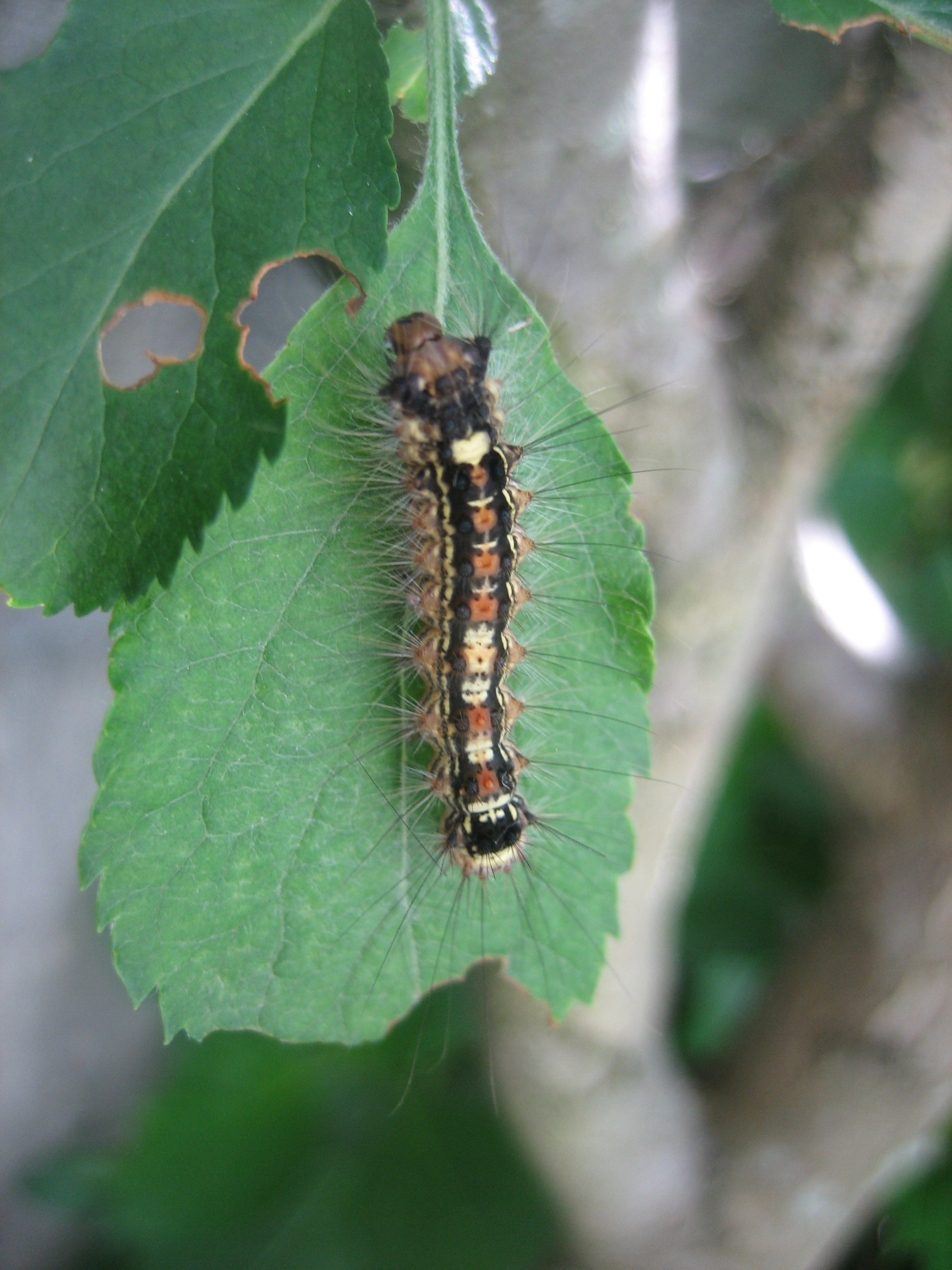 りんごの葉に毛虫が 窓際オヤジの懸命ブログ