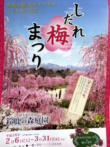 鈴鹿の森庭園 しだれ梅まつり 女将 西遊嬉 Saiyuki 鈴鹿の森庭園 しだれ梅まつり 女将 西遊嬉 Saiyuki
