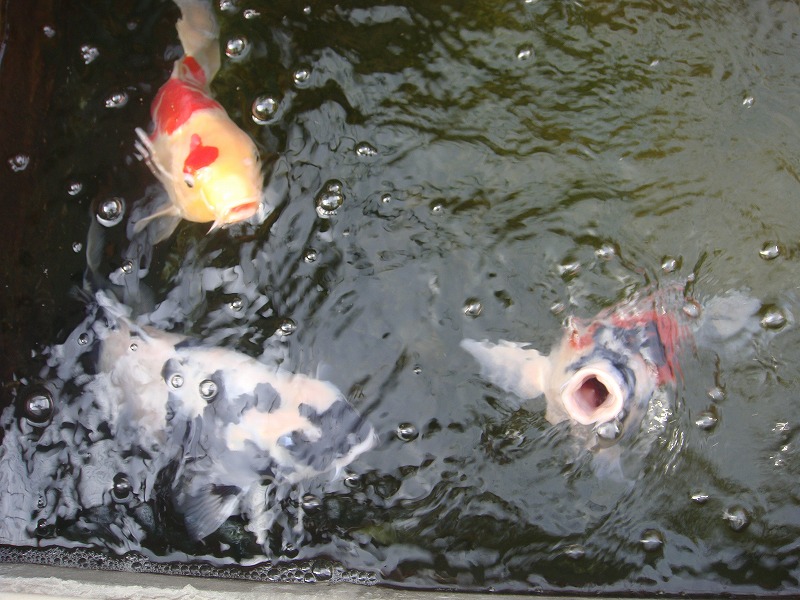 飛び出し防止 錦鯉の飼育 In豊岡 飛び出し防止 錦鯉の飼育 In豊岡