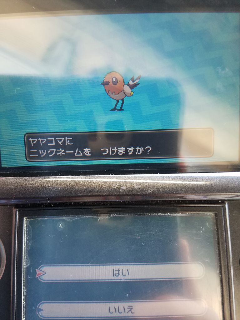 色違いヤヤコマ アーサー木実のblog 色違いヤヤコマ アーサー木実のblog