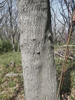 樹皮図鑑 Sabuyato 生田寒谷通信